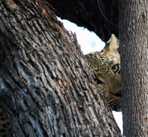 Meet the eyes of a leopard in Kruger National Park