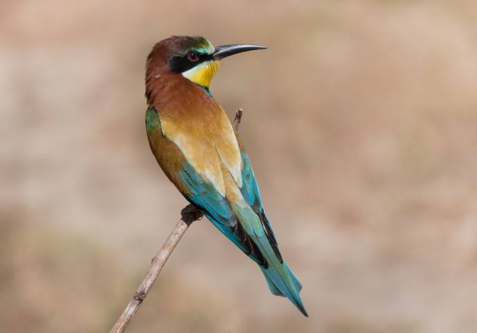 silvan-blog-4-pic-3.jpeg