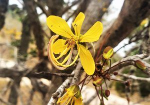 silvan-blog-4-pic-4.jpeg