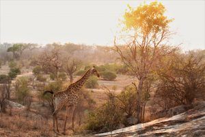 silvan-blog-2-pic-1.jpeg