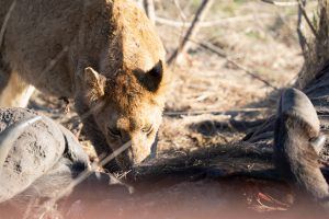 silvan-blog-2-pic-3.jpeg