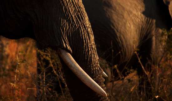 elephant trunk and tusk