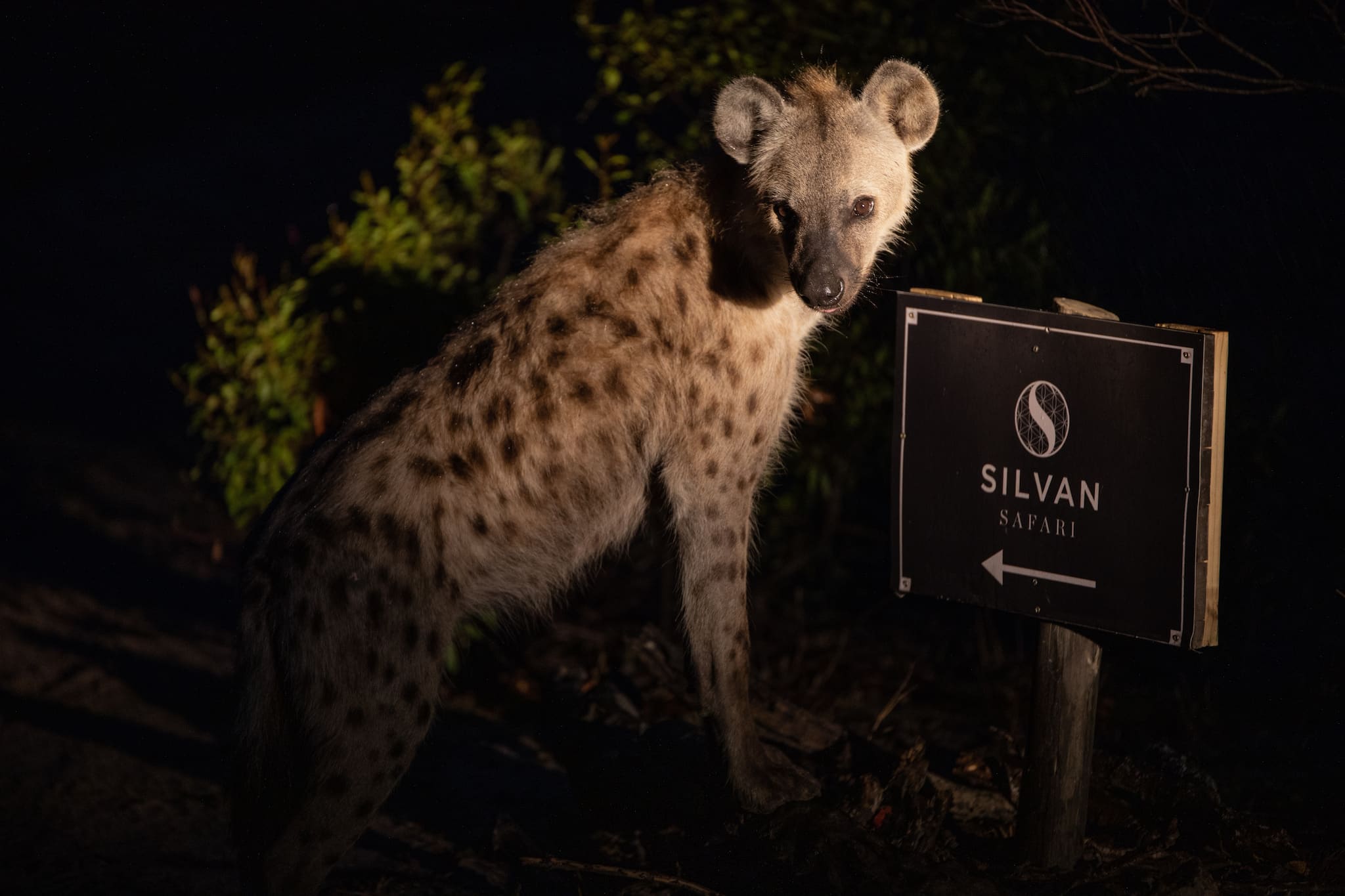 Hyena at night at Silvan Safari