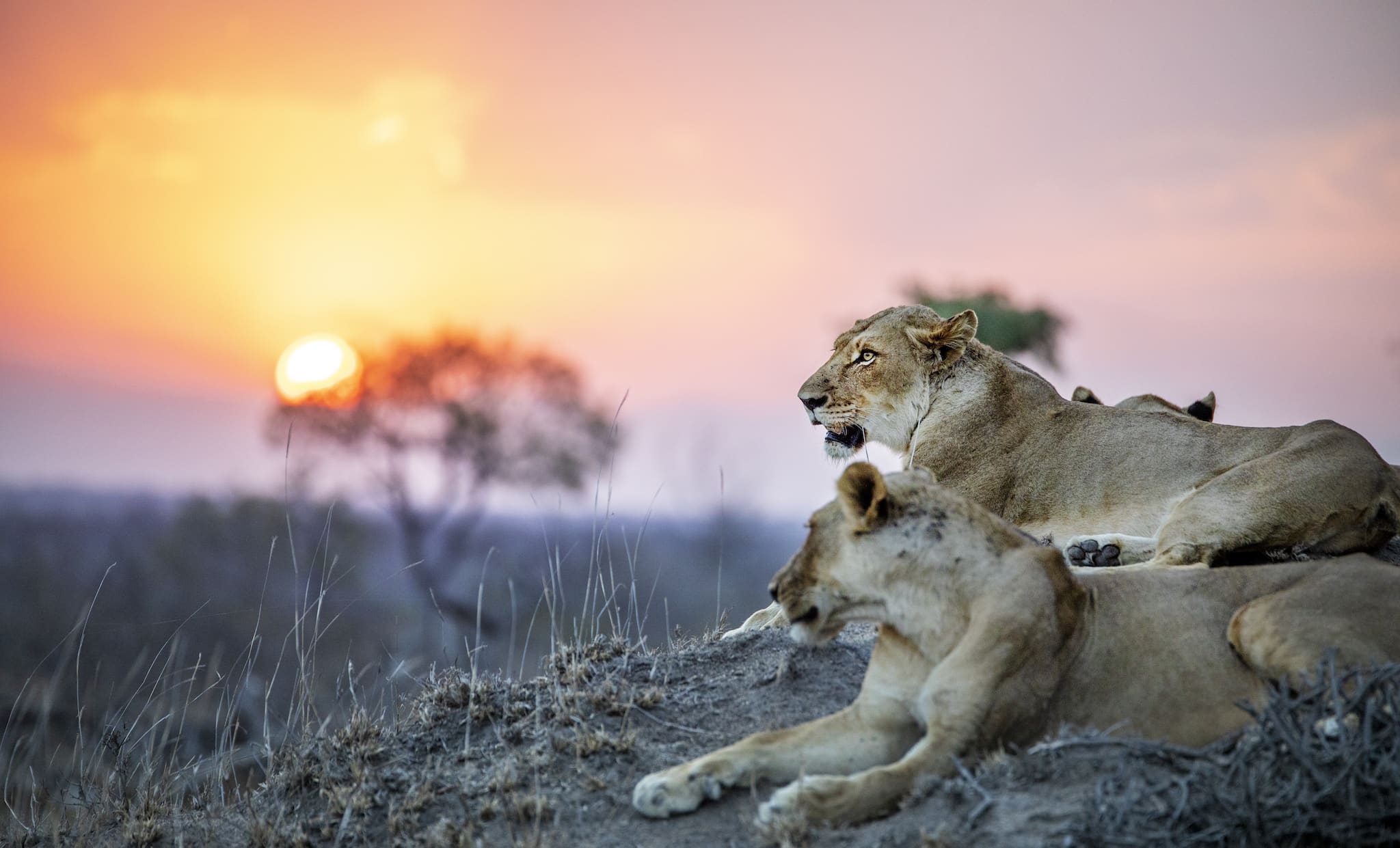 enjoying a sunset