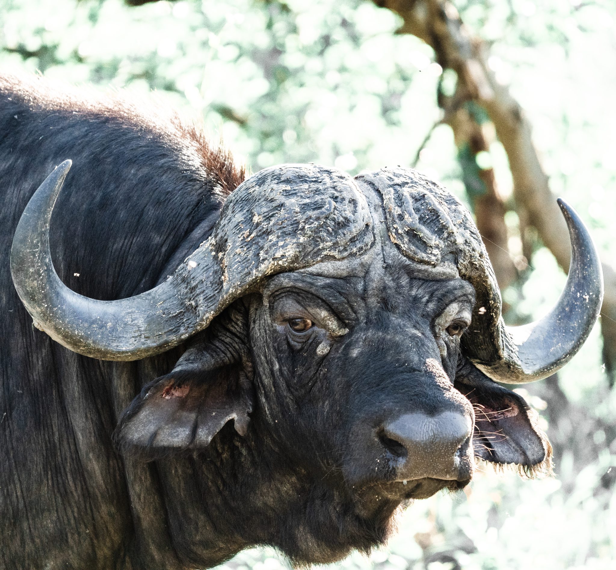 Buffalo at Silvan