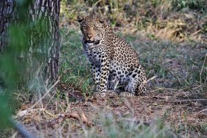Ndzutiti, not a cub anymore